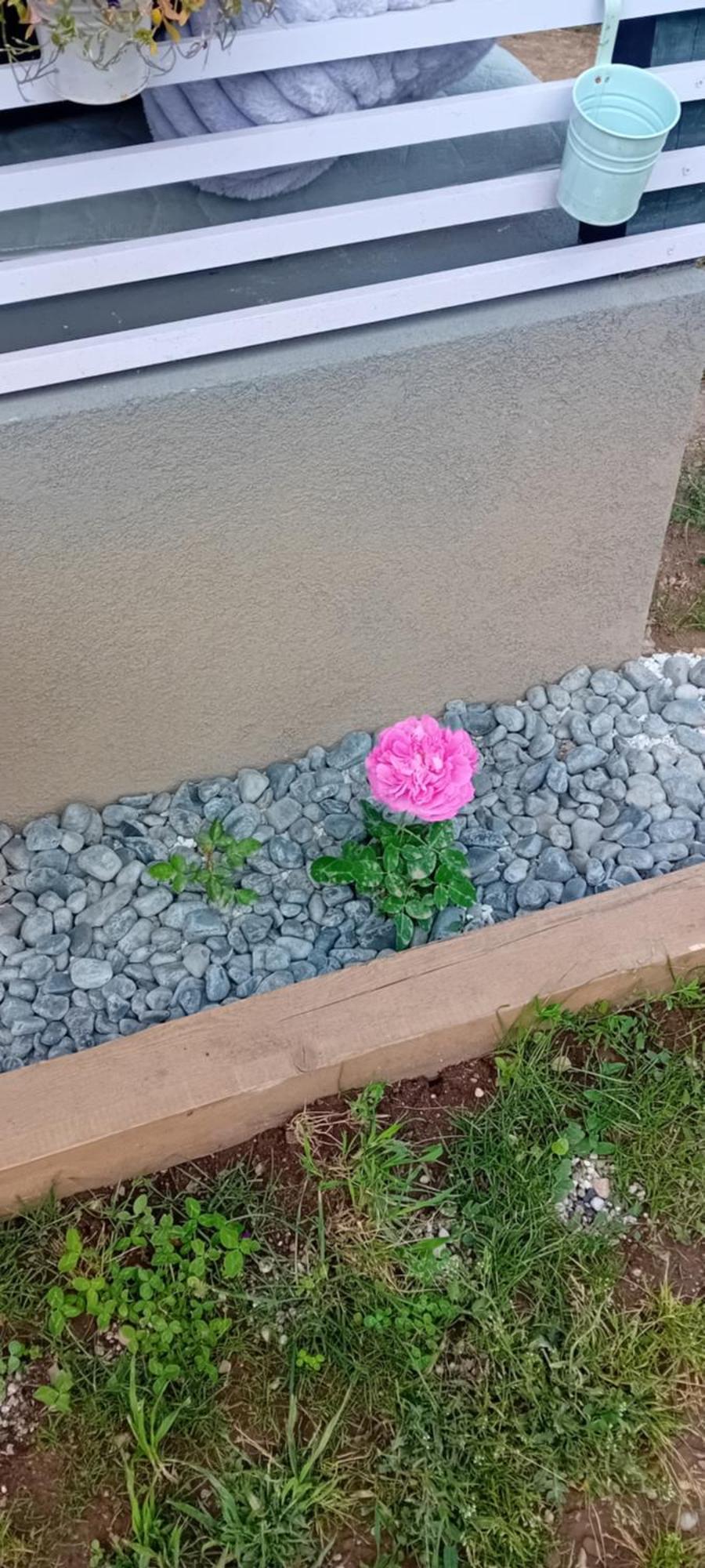 Rose Room 40M2 With Terrace 25M2 In Greeny Area For 4 Person Laibach Exterior foto